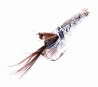 Crayfish