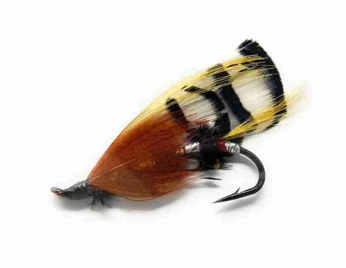 Fully Dress Salmon - Lady Amherst